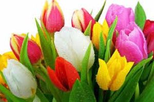 Treviso: I colori della vita, da Picasso a Van Gogh per Advar!!!